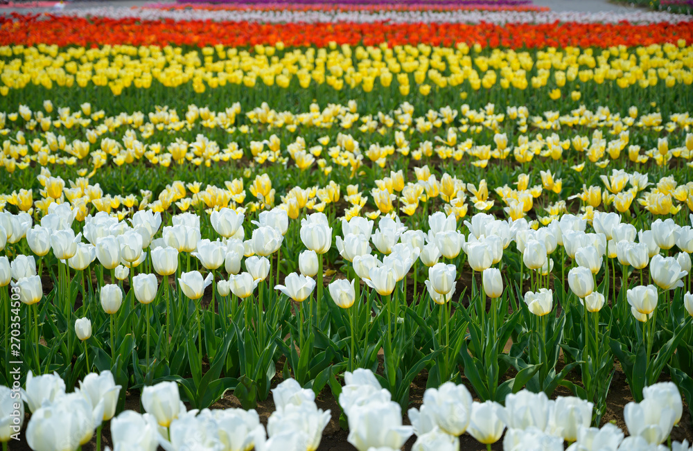 Tulip field in Japan.