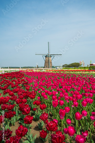 Tulips garden and wind turbine on background