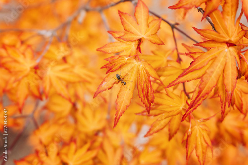 Ant on branch with bright orange autumn leaves. Autumn concept.