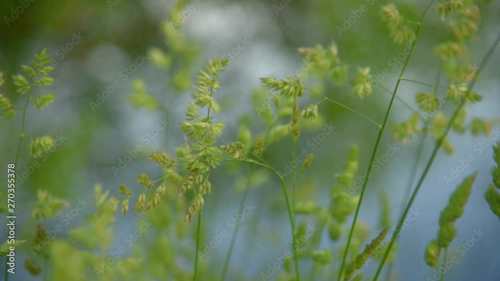 Grass closeup on wind Grass closeup on wind