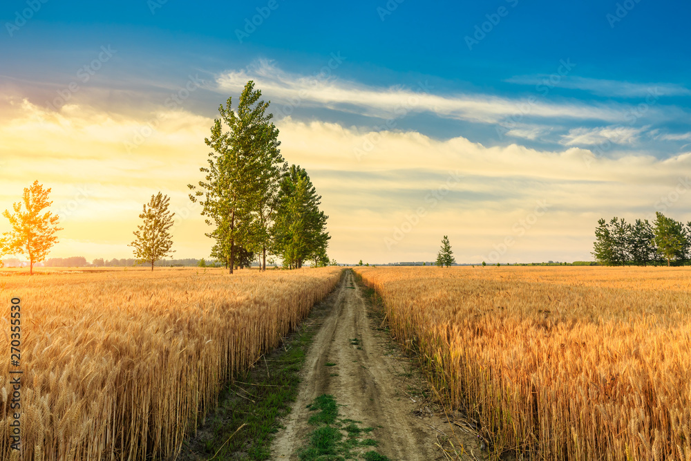 Field road and yellow wheat fields at sunset
