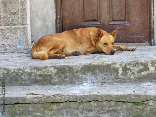 dog lying on ground