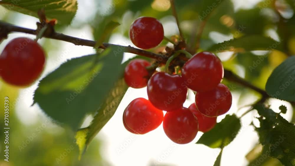 ripe cherry on a tree in the rays of the sun. Bright picture backlit fresh, organic ripe cherries on a cherry tree. Close-up