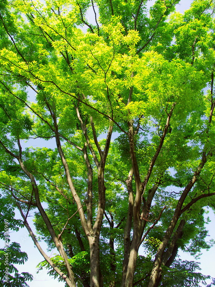 Fototapeta premium 朝の公園の新緑の欅