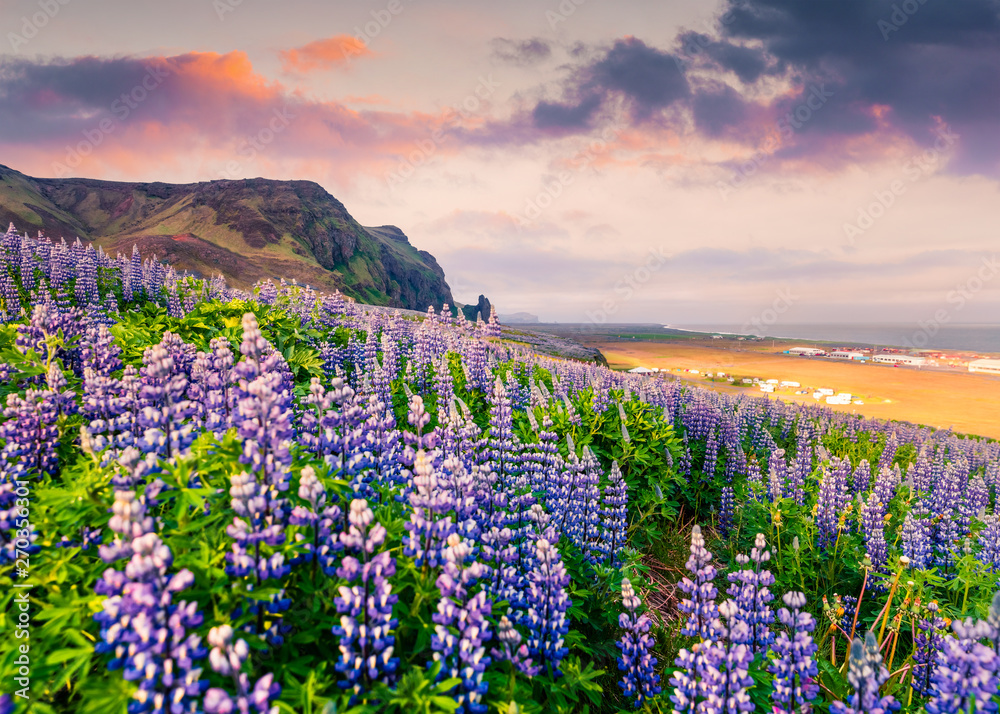 Amazing summer sunrise on the south coast of Iceland, Vik village location. Colorful outdoor scene with field  of blooming lupine flowers. Beauty of nature concept background.
