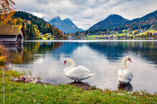 Two white swans on the Grundlsee lake. Amazing morning scene of Brauhof village, Styria stare of Austria, Europe. Colorful panorama of Alps. Traveling concept background.