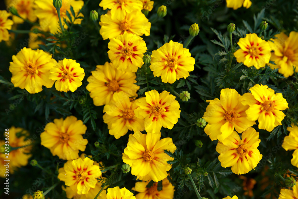 Yellow saffron flowers on green background close up