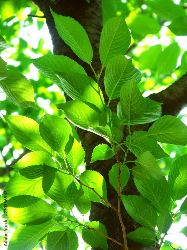 Fototapeta premium 朝日に映える公園の桜の若葉