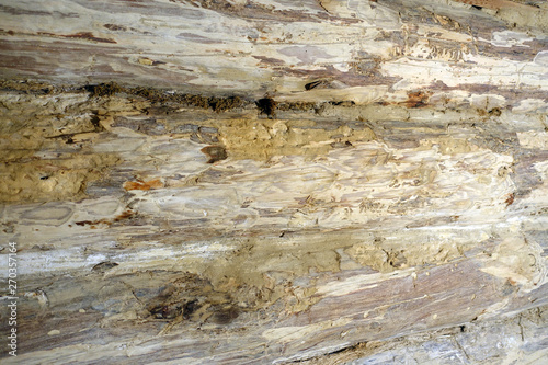 Wooden wall background. Old tree and logs