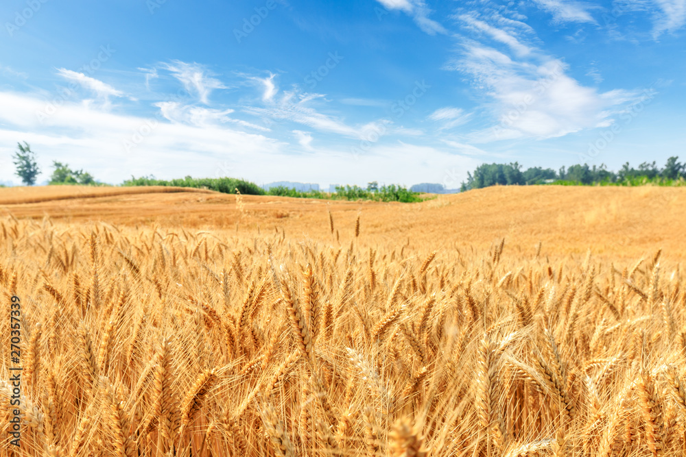 Yellow wheat field and blue sky - obrazy, fototapety, plakaty 