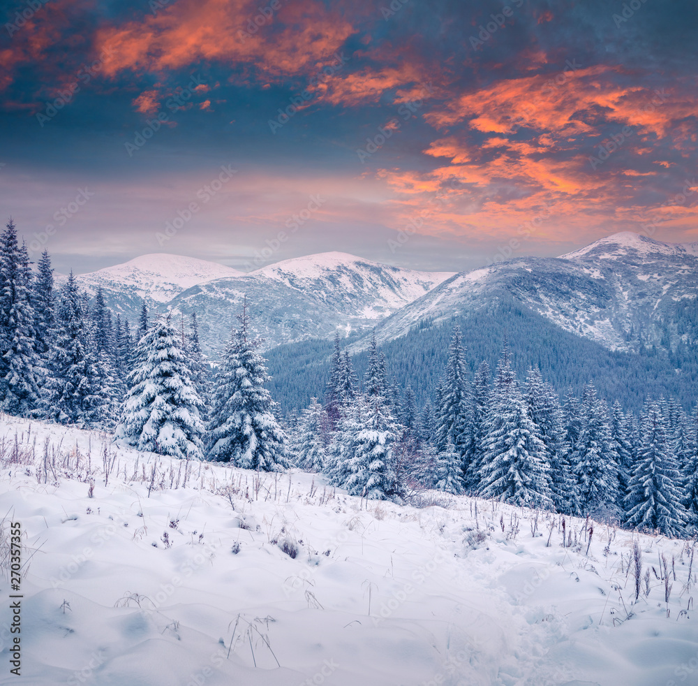 Gorgeous winter sunset in Carpathian mountains with snow covered fir trees. Colorful outdoor scene, Happy New Year celebration concept. Artistic style post processed photo.