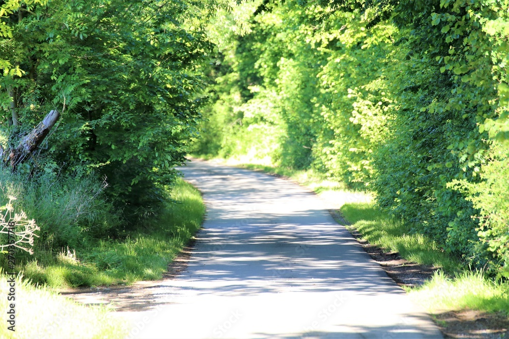 Obraz premium river in forest