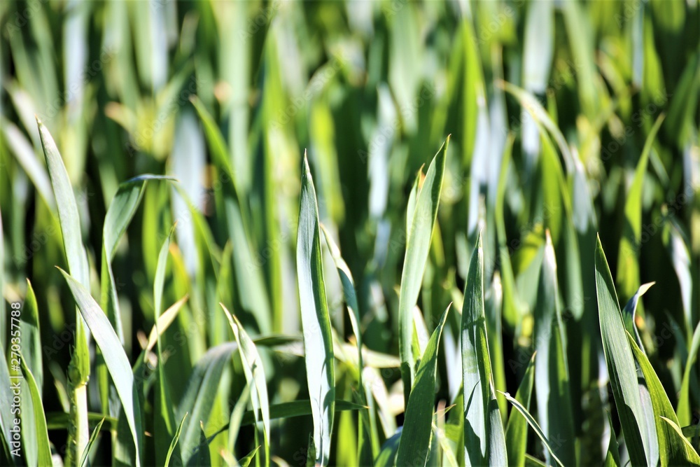 Obraz premium green grass in spring