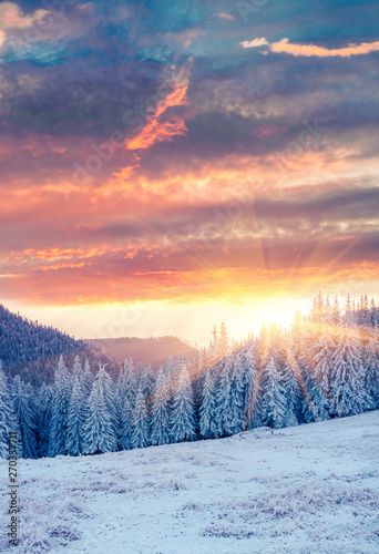 Picturesque winter sunrise in Carpathian mountains with snow covered fir trees. Vertical orientation view of snowy forest. Happy New Year celebration concept. Artistic style post processed photo. © Andrew Mayovskyy