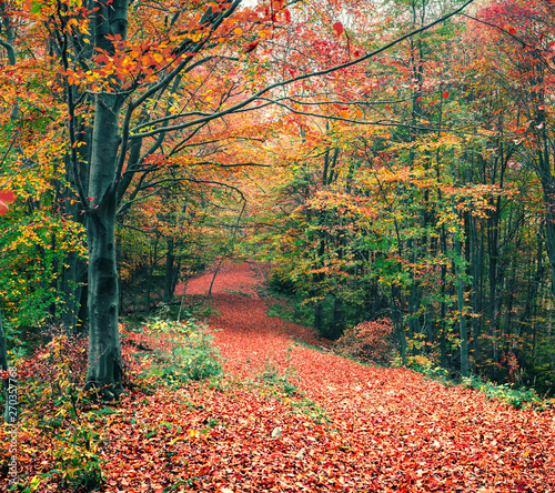 Great autumn scene of mountain forest. Colorful morning view of Carpathians, Roztoky village location, Ukraine, Europe. Beauty of nature concept background. photo