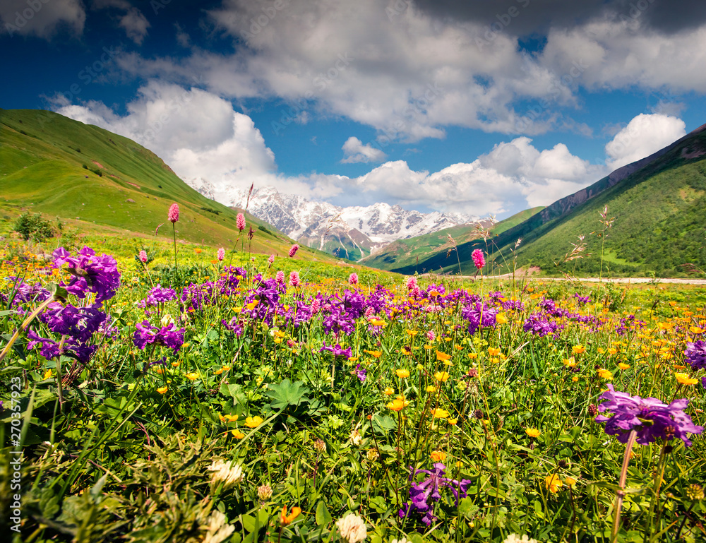 Obraz premium Spectacular summer view on the bloobing flowers in Caucasus mountains. Sunny morning scene of the foot of Shkhara mountain, Ushguli village location, Upper Svaneti, Georgia, Europe.