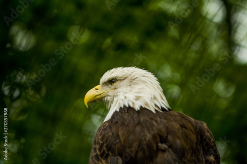14.05.2019. Berlin, Germany. Zoo Tiagarden. The eagle sits and observes what occurs among greens around. Big wild bird. Nature.