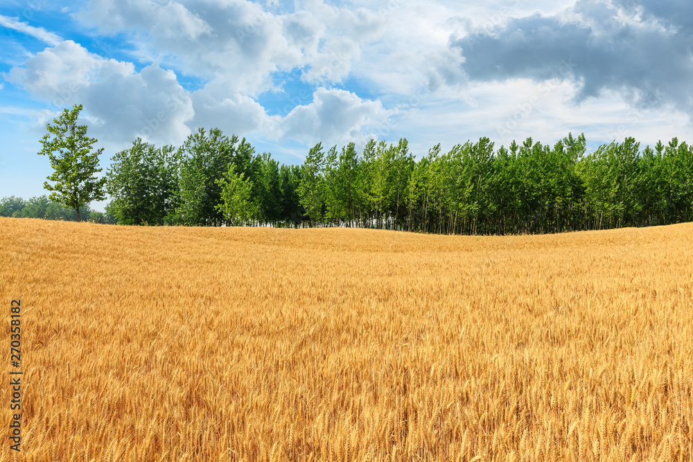 Yellow wheat field and blue sky with green tree