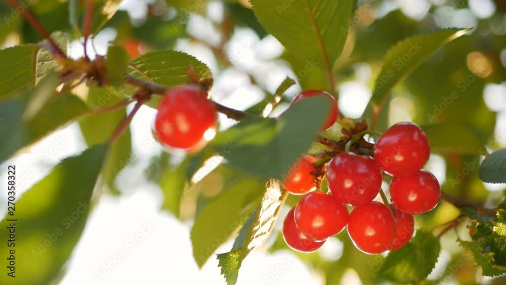 ripe cherry on a tree in the rays of the sun. Bright picture backlit fresh, organic ripe cherries on a cherry tree. Close-up ripe cherry on a tree in the rays of the sun. Bright picture backlit fresh, organic ripe cherries on a cherry tree. Close-up