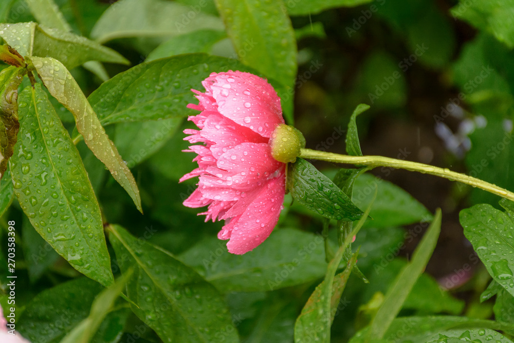 Blossoming peony flowers after rain in drops of water. Blossoming peony flowers after rain in drops of water.