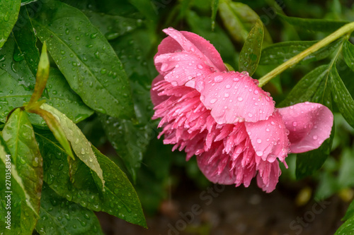 Blossoming peony flowers after rain in drops of water.