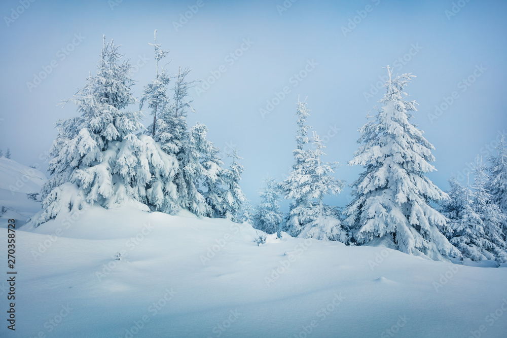 Misty winter morning in Carpathian mountains with snow covered fir trees. Splendid outdoor scene, Happy New Year celebration concept. Artistic style post processed photo.