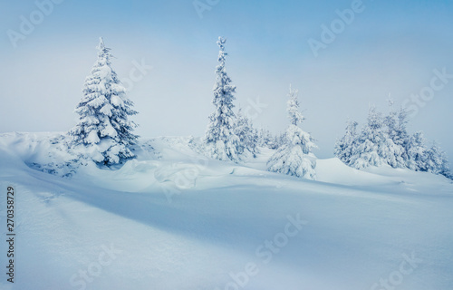 Splendid winter view of Carpathian mountains with snow covered fir trees. Colorful outdoor scene, Happy New Year celebration concept. Artistic style post processed photo. © Andrew Mayovskyy