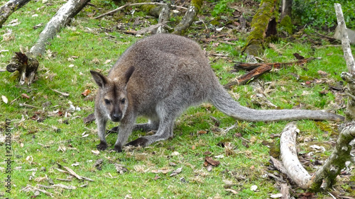 Kangaroo in nature