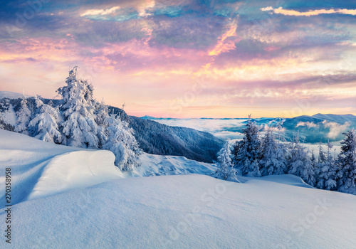 Frosty winter morning in Carpathian mountains with snow covered fir trees. Colorful outdoor scene before sunrise, Happy New Year celebration concept. Artistic style post processed photo. © Andrew Mayovskyy