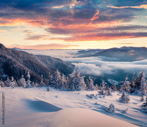Marvelous winter sunrise in Carpathian mountains with snow covered fir trees. Colorful outdoor scene, Happy New Year celebration concept. Artistic style post processed photo. © Andrew Mayovskyy