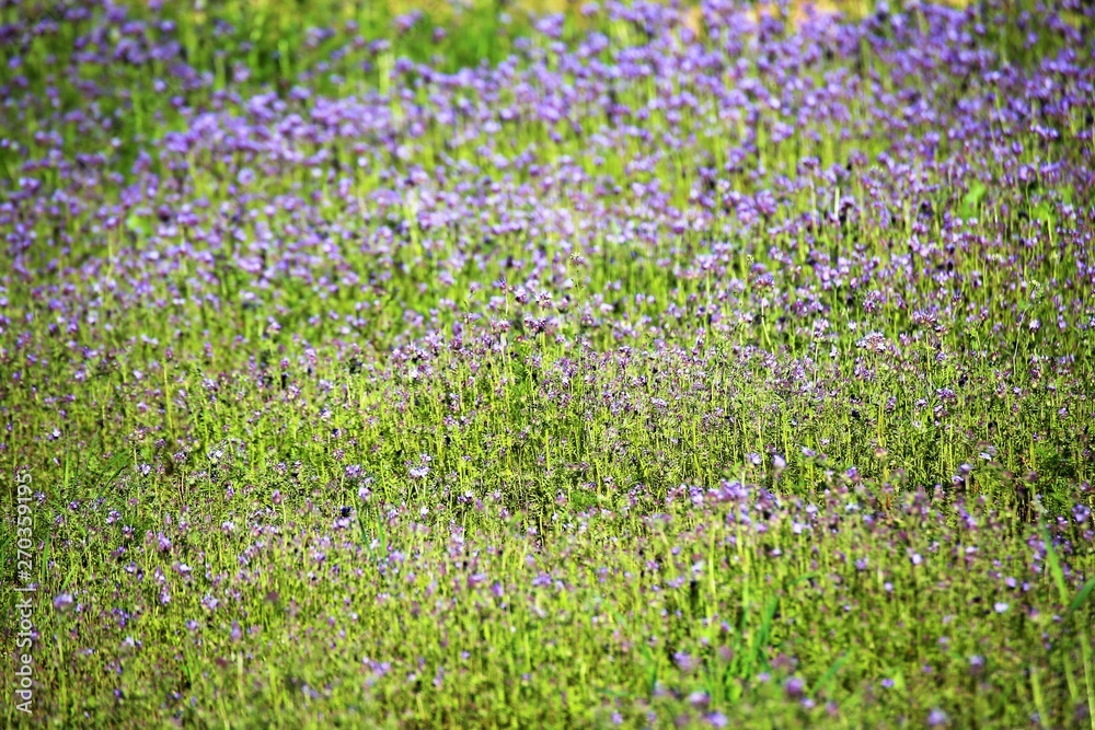field of flowers field of flowers