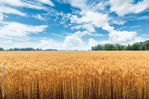 Yellow wheat field and blue sky