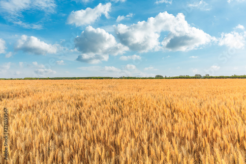 Yellow wheat field and blue sky © ABCDstock