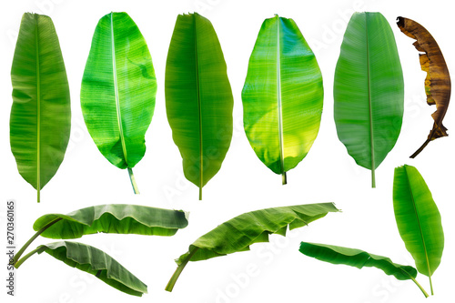 Banana leaf collection isolated on a white background
