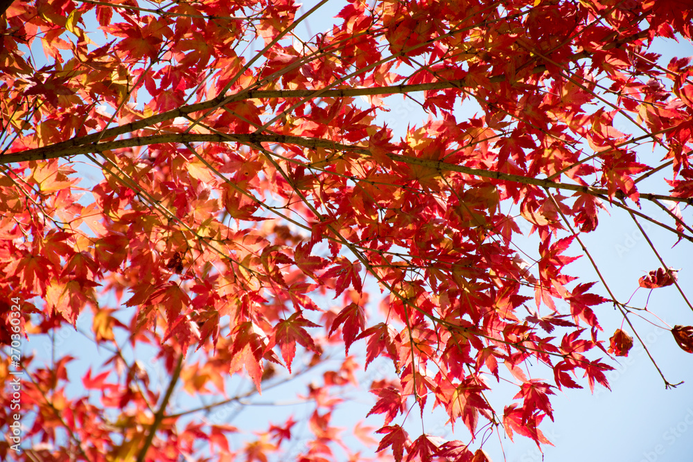 Red leaf in Japan