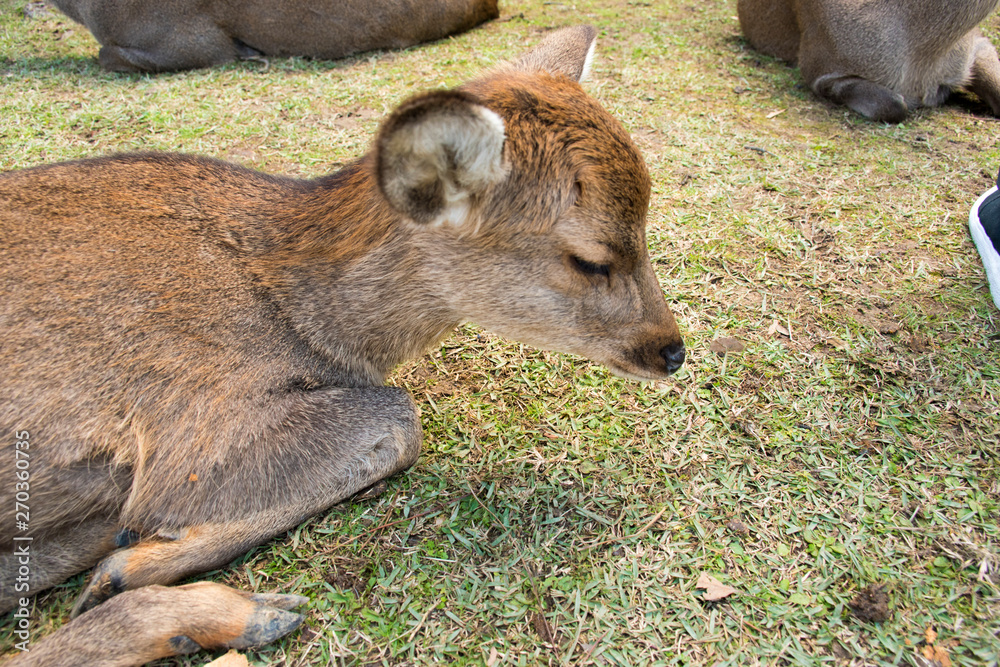 Fototapeta premium Deer in Nara getting rest