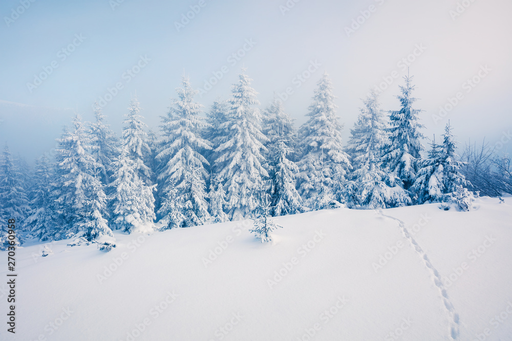 Naklejka premium Exciting winter postcard of Carpathian mountains with snow covered fir trees. Colorful outdoor scene, Happy New Year celebration concept. Artistic style post processed photo.