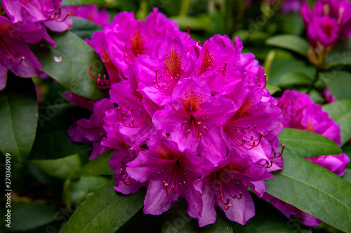 Rhododendrons en fleurs