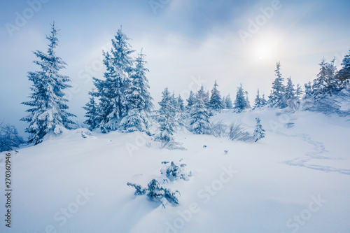 Misty winter view of Carpathian mountains with snow covered fir trees. Colorful outdoor scene, Happy New Year celebration concept. Beauty of nature concept background.