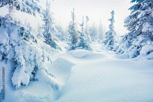 Foggy winter morning in mountain forest with snow covered fir trees. Colorful outdoor scene, Happy New Year celebration concept. Beauty of nature concept background.