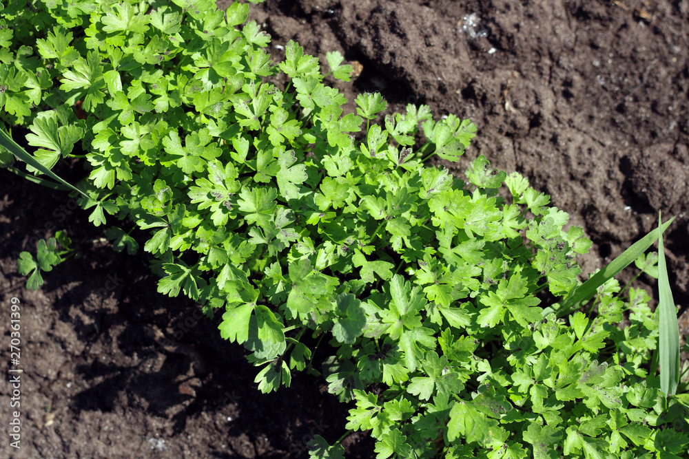 fresh greens close-up on the background of the soil fresh greens close-up on the background of the soil