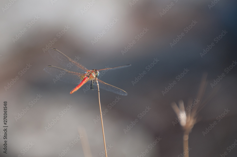 Large Red Damselfly (Pyrrhosoma nymphula) on a straw Large Red Damselfly (Pyrrhosoma nymphula) on a straw