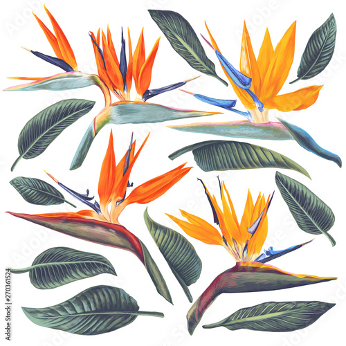 Vector tropical set of Strelitzia Reginae, tropical flowers and leaves. Exotic elements for cosmetics, health care products, wedding or summer background, patterns, wallpapers, fabric, wrapping paper. photo