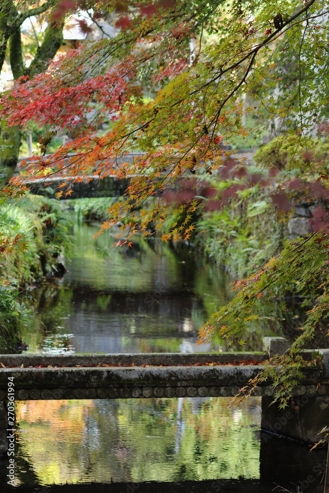 滋賀県米原市醒ヶ井にある地蔵川と紅葉の景観です
