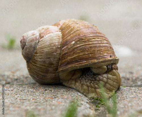 garden snail in the afternoon on the sidewalk of the city