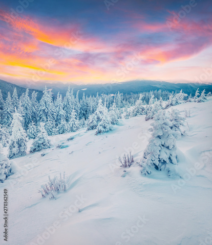 Incredible winter sunset in mountain forest with snow covered fir trees. Colorful outdoor scene, Happy New Year celebration concept. Beauty of nature concept background. © Andrew Mayovskyy