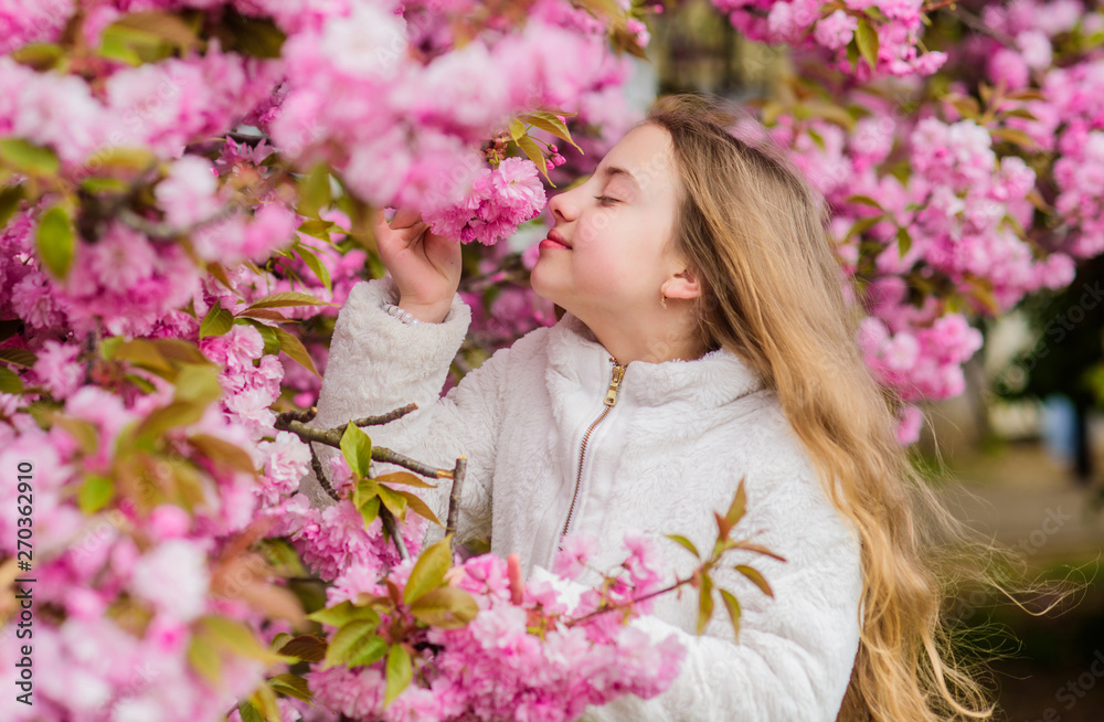 Child enjoy warm spring. Girl enjoying floral aroma. Kid on pink flowers of sakura tree background. Botany concept. Kid enjoying cherry blossom sakura. Flowers as soft pink clouds. Sniffing flowers Child enjoy warm spring. Girl enjoying floral aroma. Kid on pink flowers of sakura tree background. Botany concept. Kid enjoying cherry blossom sakura. Flowers as soft pink clouds. Sniffing flowers