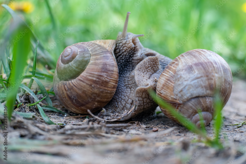 Two snails on the ground among the grass interact with each other. Animal world of nature Two snails on the ground among the grass interact with each other. Animal world of nature