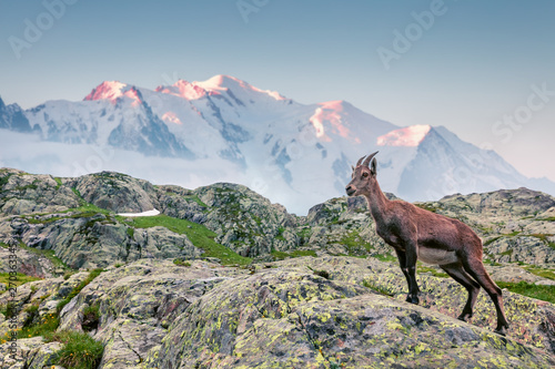 Alpine Ibex (Capra Ibex) on the Mont Blanc (Monte Bianco) background. Foggy summer morning in the Vallon de Berard Nature Reserve, Graian Alps, France, Europe.