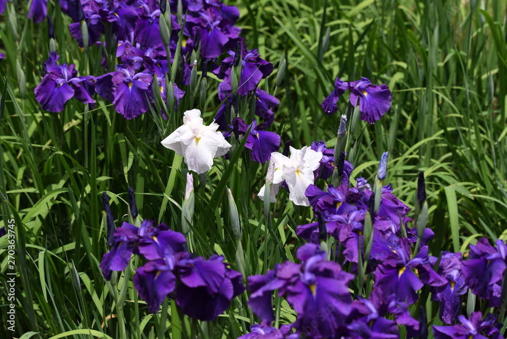 Japanese iris is blooming in the iris garden. Japanese iris is blooming in the iris garden.